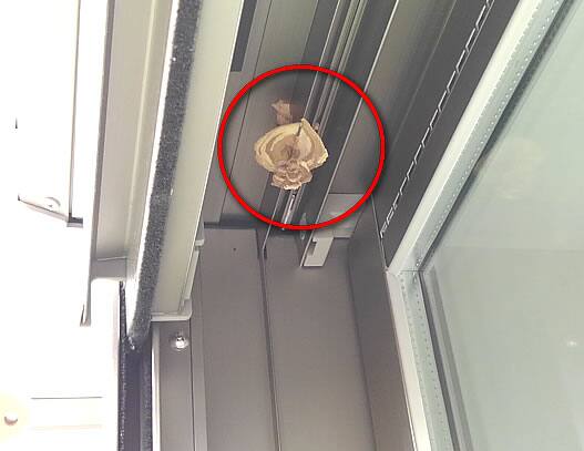 スズメバチ駆除窓枠